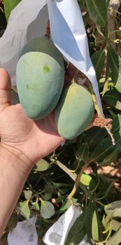 Mango Crimson from AVANCE FOR IMPORT AND EXPORT Mango Crimson - AVANCE FOR IMPORT AND EXPORT - Ukraine