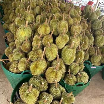 Premium Fresh Organic Whole Durian Mon Thong King of Fruits Original Taste From Thailand Rich & Creamy 3-4 PCS/BOX (Whole) from NUMBER ONE 789 CO., LTD. Premium Fresh Organic Whole Durian Mon Thong King of Fruits Original Taste From Thailand Rich & Creamy 3-4 PCS/BOX (Whole) - NUMBER ONE 789 CO., LTD. - Thailand