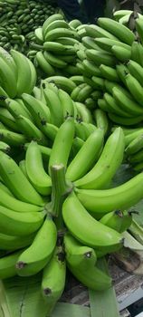 G9 banana Buying Leads, Buyers & Importer - Am star group trading plc - Ethiopia