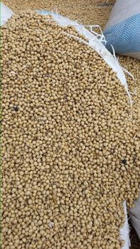 Soybeans from Tradea Import & Export Inc. Soybeans - Tradea Import & Export Inc. - Canada