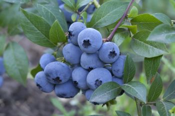 Da Lat Vietnamese Blueberries- fresh, delicious, high quality - MT-PO - Vietnam