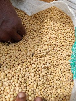 SOYBEAN - RootSpring Agro Export Ltd - Nigeria