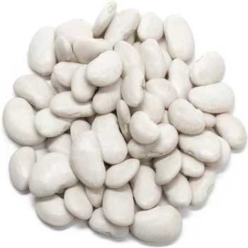Wholesale White Kidney Beans Large Size White Kidney Beans Export Low Price - VERTEX TRADING LIMITED - United Kingdom