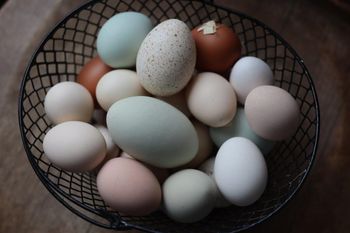 Premium Fertile Hatching Turkey Eggs High Hatch Rate Farm Fresh Carefully Selected For Healthy Poults And Reliable from CPW TRADE LTD Premium Fertile Hatching Turkey Eggs High Hatch Rate Farm Fresh Carefully Selected For Healthy Poults And Reliable - CPW TRADE LTD - United Kingdom