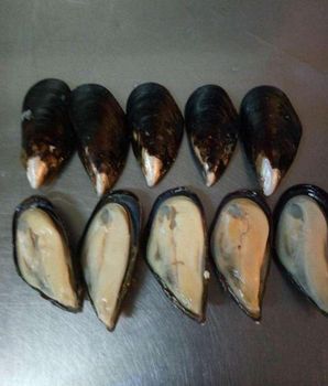Frozen Mussel Meat Premium Seafood Resource For International Importers Featuring Uniform Sizing And Controlled Handling - TOSOH INTERNATIONAL - South Africa