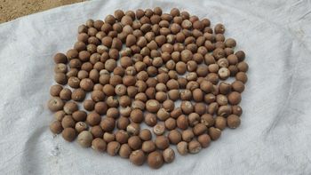 Betel Nut Grade 90-95 (Split and Whole) – product photo, Dried Betel Nut products found from trusted suppliers, wholesalers, manufacturers & exporters Listing