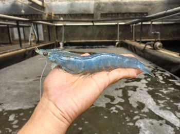 Raw Shrimp Vannamei - Samudra Lestari Sentosa - Indonesia