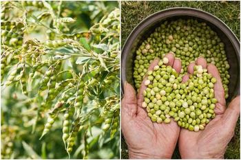 Pigeon pea from Lawana and Sons Supplies Pigeon pea - Lawana and Sons Supplies - South Africa