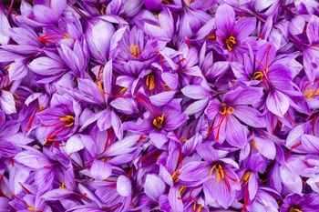 Kashmiri Organic Saffron - GT Brothers and Co  - Iran
