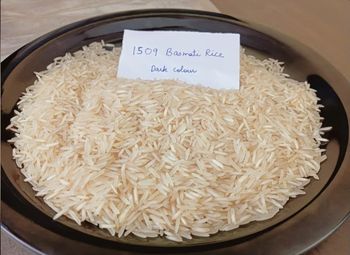Rice 1509 - ShyamX Global LLP - India