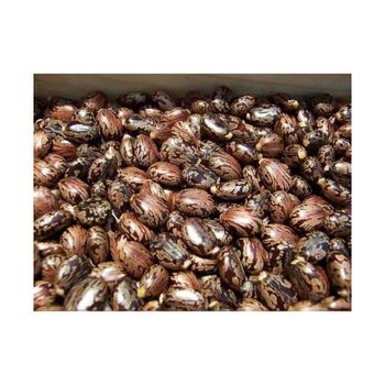 Castor Seed Content ≤8% Type Whole Castor Seeds Shelf Life 12–24 months under proper storage Packaging 25 kg / 50 kg bags or customized - Lawana and Sons Supplies - South Africa