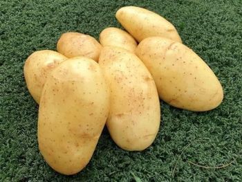 Potatoes , onions , garlic , grapes , mango , lots of pepper ( bell peppers, yellow peppers ,cayenne  peppers ) - Duestshe  - Egypt