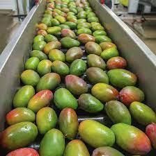 FRESH MANGOES  - malter group - Tanzania