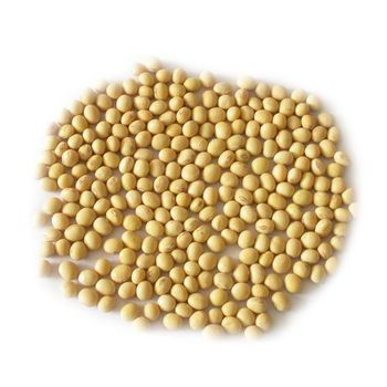 Soybeans NON-GMO SoyaBeans Seeds Suppliers from SAEBYGARD AVLSGARD A/S Soybeans NON-GMO SoyaBeans Seeds Suppliers - SAEBYGARD AVLSGARD A/S - Denmark