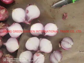 Onion Red Onion Fresh Red Onion Grade a Onion Grade a Red Onion Grade a Fresh Red Onion China Grade a Fresh Red Onion Grade a China Shallot 3-7cm,5-8cm,7-9cm,9 - JINING GREEN GARDEN INTERNATIONAL TRADE CO., LTD. - China