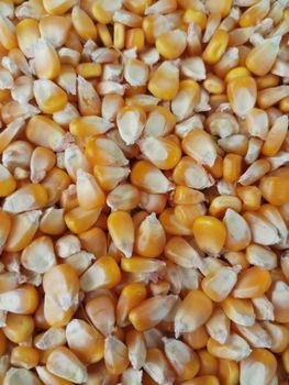 Maize – product photo, Maize products found from trusted suppliers, wholesalers, manufacturers & exporters Listing