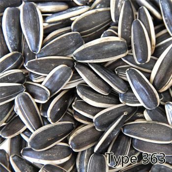 Wailitong High Quality Chinese Large Particle Size 363 Sunflower Seeds 25KG/Bags Dried Sunflower Seed cheap sunflower seeds - Xi'an Wailitong Food Co., Ltd. - China