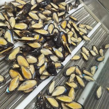 Frozen Mussel Meat Ocean Harvested Seafood Product For Wholesale Buyers Delivering Authentic Flavor And Premium Quality - TOSOH INTERNATIONAL - South Africa