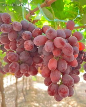Premium Fresh Red, Black, and White Grapes - NINE FRUITS EXPORTS (PTY) LTD - South Africa