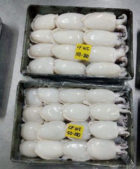 Cuttlefish Type Frozen Material Cuttlefish Place of Origin Indonesia Processing Type Block Frozen Shelf Life 24 months at - PT. Agung Persada Tunggal - Indonesia