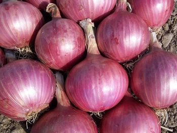 Red onion - Muslim - India