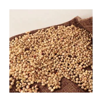 Wholesale sorghum grains bulk supply for food processing and milling - AFRIVET TRADING SERVICES - South Africa