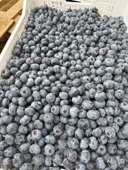 Blueberries - Trade Ceres LLC - Spain