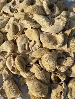 Beef tripe from Huzaifa Ali ltd Beef tripe - Huzaifa Ali ltd - Pakistan