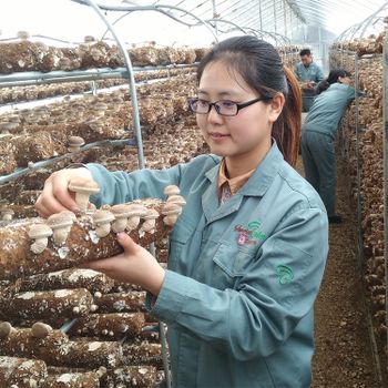 High Quality Bulk Edible Mushrooms Shiitake Mushrooms Style Fresh Color Brown Type Shiitake Storage Type fresh Shelf Life 6 - Shandong Imperial Garden Biological Technology Co., Ltd. - China
