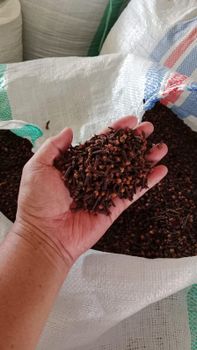 Clove LALPARI - PT ADHI BUMI - Indonesia