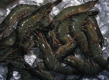 Black Tiger Shrimp - MEME GROUP COMPANY LTD - Cameroon