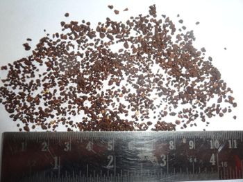 ROASTED CHICORY CUBES Grade FOOD Packaging HDPE Color DARK BROWN Shelf Life 24 MONTHS Max. Moisture (%) 8% Place of Origin - ADEPT IMPEX PVT LTD - India