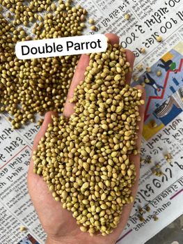 Coriander Seed - Dockwin International - India