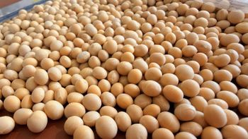 NON-GMO Dried Soybeans Bulk Supplier From Brazil-50kg 2 Year Shelf Life Custom Brand & Packaging from Carla Pisselli Commercio NON-GMO Dried Soybeans Bulk Supplier From Brazil-50kg 2 Year Shelf Life Custom Brand & Packaging - Carla Pisselli Commercio - Brazil