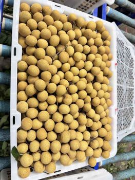 longan - Gold Northern Fruit 88 Co., Ltd. - Thailand