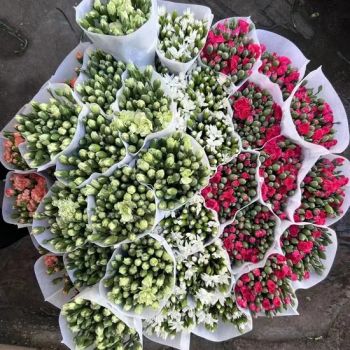 Vibrant Mix Color Spray Carnation Fresh Cut Flowers - 60cm to 80cm Length - Yunnan Blue Bell Flower Co., Ltd. - China