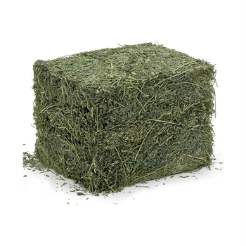Green Alfalfa Hay Fresh And Nutritious Alfalfa Hay Supplied In Bulk Quantities For Easy Transport - AGRO AFRIQUE COMPANY LIMITED - Tanzania