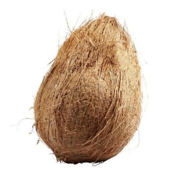 COCONUTS Origin Sri Lanka Maturity Well Matured Size Range 6" To 12" Girth Color Golden Brown And Light Brown Packaging Pp Bag, Net Bag Or Corrugated - RJS Holdings  - Sri Lanka
