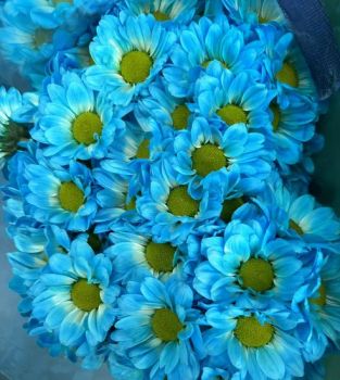 Beautiful Colors Chrysanthemum Blue Flower High Quality Whosale - Kunming Gold Petal Co., Ltd. - China