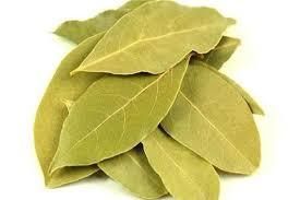 Dried Egyptian Bay Leaves Grade AA Size 20kg Style Dried Type Bay Leaf Shelf Life 3 Years Storage Type Dry Cool Place Instruction For Use Food Consumption -  DAEWKAEW PANTAMANG Co., Ltd - Thailand