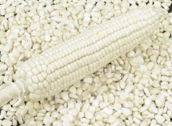White Maize - O_LINK - Ethiopia