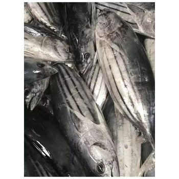 Fresh frozen skipjack tuna fish whole round 1.8kg+ for canning factory. – product photo, Top Quality Products