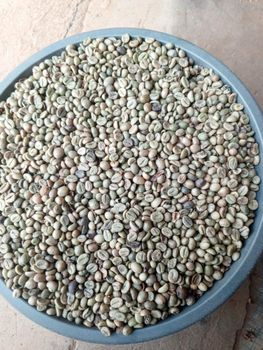 Robusta coffee beans and Arabica coffee beans – product photo, Roasted Robusta Coffee Beans products found from trusted suppliers, wholesalers, manufacturers & exporters Listing