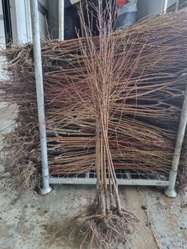 Fruit trees from nursery Quality AAA Experience Over 50 Years Supply Duration More Than 15 Years Production Method Grown In Own Nurseries - Agro Projekt - Serbia