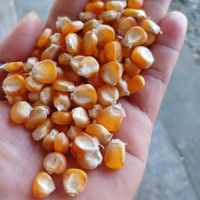 Grade A Yellow Corn (Maize) – clean, well-dried Purity High Color Yellow Product State Clean Storage Condition Optimal Drying Condition Well-dried - MARIOX TRADING - Malaysia