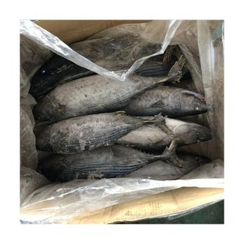 Frozen bonito fish bulk supply wholesale cheap price premium frozen seafood - BMU TRADING GMBH - Germany