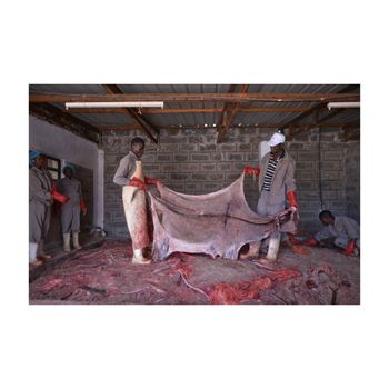 Premium donkey hides available in bulk ideal for leather manufacturers and tanneries - Leta Trading sprl - Poland