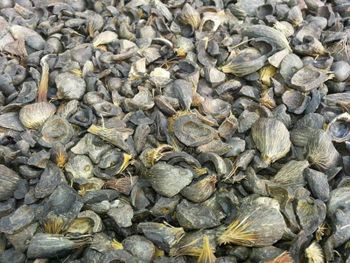 palm kernel shells - FIEMIC TRADING And LOGISTICS LIMITED - Benin