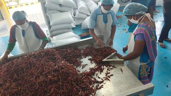 Dried Red Chilli - Gamma Treated Color Red Pungency High Shelf Life 1 Year Packaging Poly Pack Processing Type Gamma Irradiation - Sunbright Industries Pvt Ltd - India