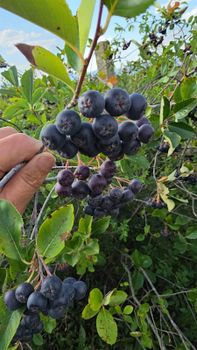 Frozen Organic Aronia from ORGANIC ARONIA LTD Frozen Organic Aronia - ORGANIC ARONIA LTD - Bulgaria